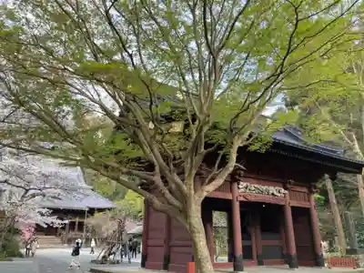 妙本寺(神奈川県)