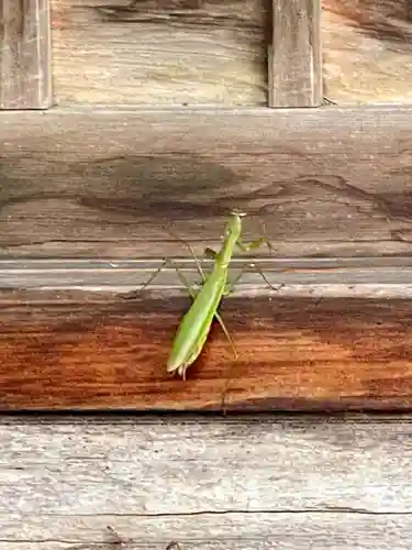 松原山 明善寺の動物