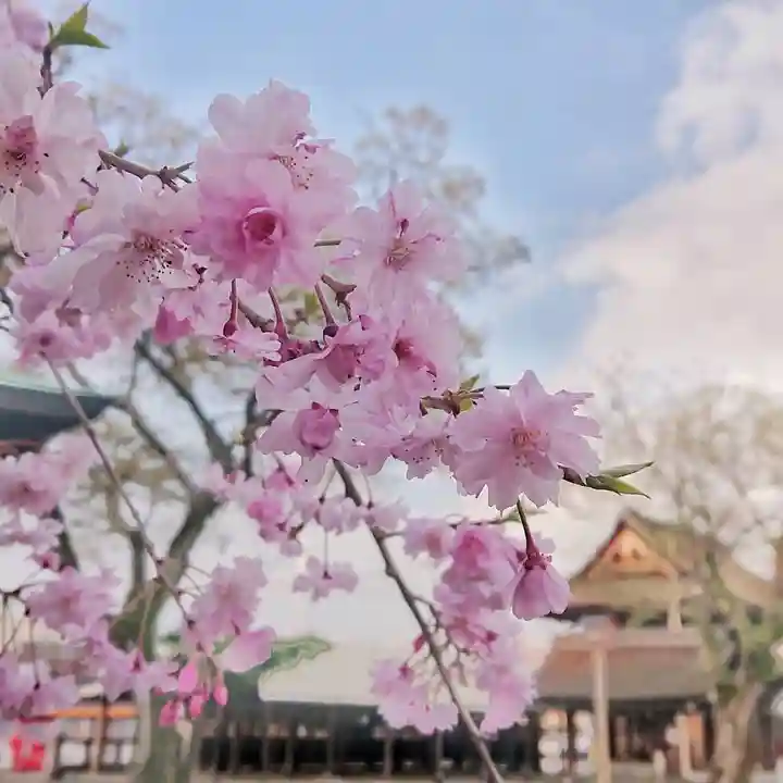 尾張大國霊神社(国府宮)の自然