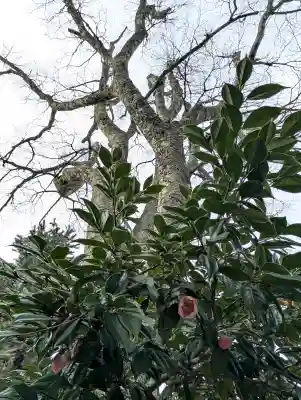 丹後一ノ宮 元伊勢 籠神社の{uncategorized: "未分類", other: "その他", undefined: "問題あり", building: "その他建物", grave: "お墓", sacred_gate: "鳥居", guardian: "狛犬", statue: "像", buddha: "仏像", history: "歴史", nature: "自然", garden: "庭園", animal: "動物", pagoda: "塔", temizu: "手水舎", mountain_gate: "山門・神門", sanctuary: "本殿・本堂", subordinate: "末社・摂社", art: "芸術", scenery: "景色", jizo: "地蔵", ema: "絵馬", goshuin: "御朱印", omikuji: "おみくじ", items: "授与品その他", amulet: "お守り", goshuincho: "御朱印帳", eats: "食事", festival: "お祭り", votive_dance: "神楽", shichigosan: "七五三参", wedding: "結婚式", experience: "体験その他", initially: "初詣", around: "周辺", anti_infection: "感染症対策"}
