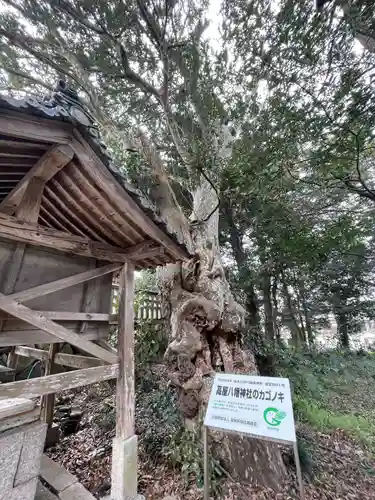 高屋八幡神社(滋賀県)