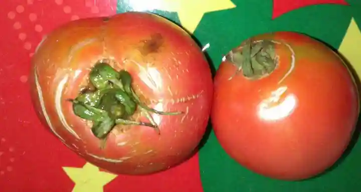 高司神社〜むすびの神の鎮まる社〜(福島県)