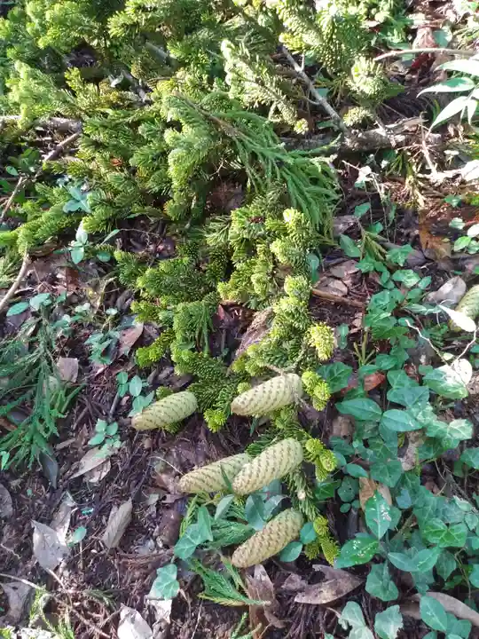 道路衢神の自然