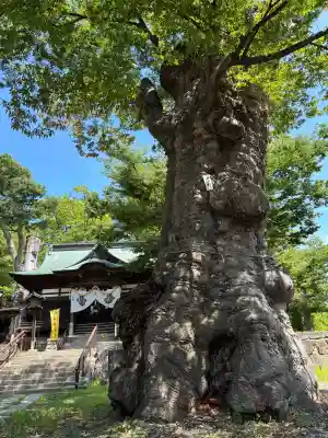 妻科神社(長野県)