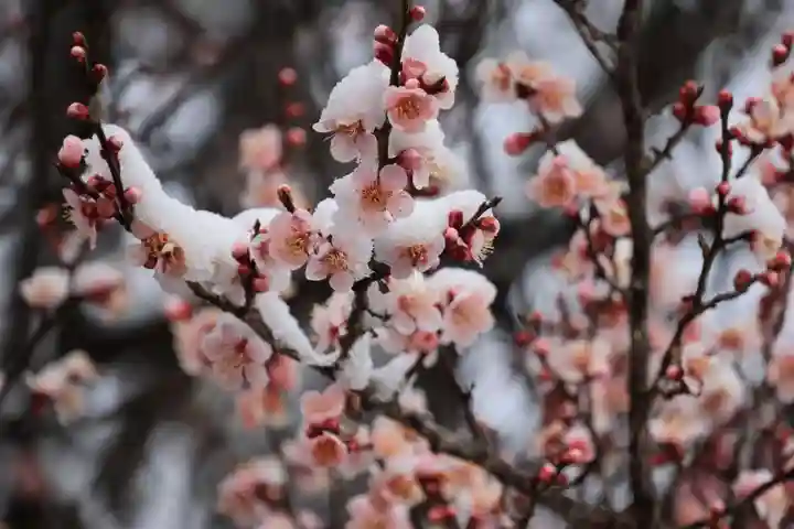 高屋敷稲荷神社の庭園