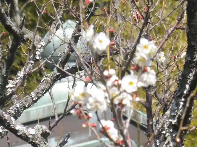 浄光明寺の自然