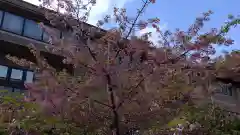 桜神宮の自然