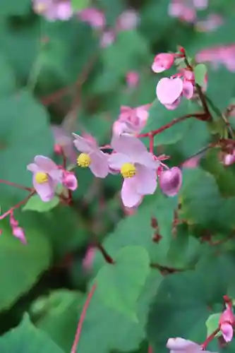 古知谷阿弥陀寺(京都府)