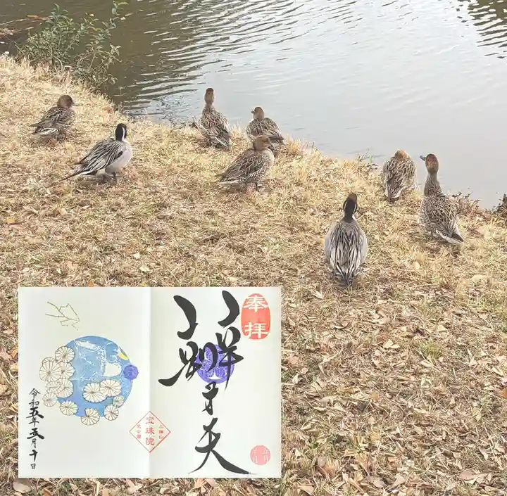 増上寺塔頭 三縁山 宝珠院の動物