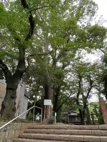 観音寺（世田谷山観音寺）の自然