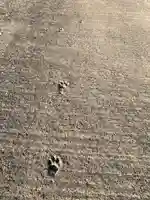 諏訪神社の動物