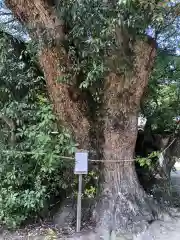 白鳥神社の建物その他