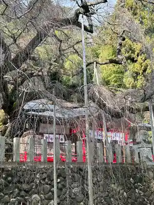 小川諏訪神社の本殿・本堂