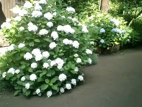 御霊神社の自然