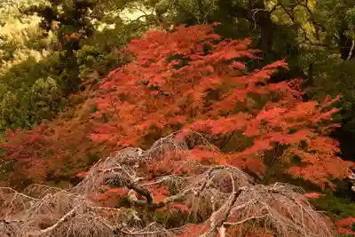 十輪寺(京都府)