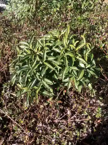 須賀神社（楽田西北野）の自然