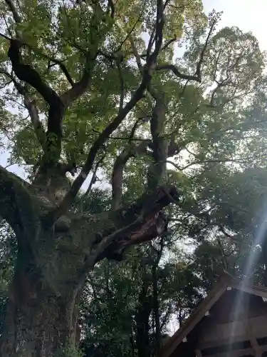 月夜見宮（豊受大神宮別宮）の{uncategorized: "未分類", other: "その他", undefined: "問題あり", building: "その他建物", grave: "お墓", sacred_gate: "鳥居", guardian: "狛犬", statue: "像", buddha: "仏像", history: "歴史", nature: "自然", garden: "庭園", animal: "動物", pagoda: "塔", temizu: "手水舎", mountain_gate: "山門・神門", sanctuary: "本殿・本堂", subordinate: "末社・摂社", art: "芸術", scenery: "景色", jizo: "地蔵", ema: "絵馬", goshuin: "御朱印", omikuji: "おみくじ", items: "授与品その他", amulet: "お守り", goshuincho: "御朱印帳", eats: "食事", festival: "お祭り", votive_dance: "神楽", shichigosan: "七五三参", wedding: "結婚式", experience: "体験その他", initially: "初詣", around: "周辺", anti_infection: "感染症対策"}