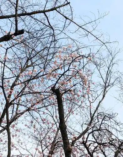 靖國神社の自然
