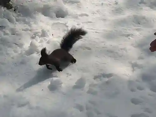 千歳神社の動物
