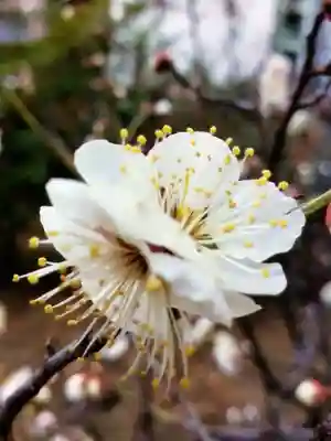 成子天神社(東京都)