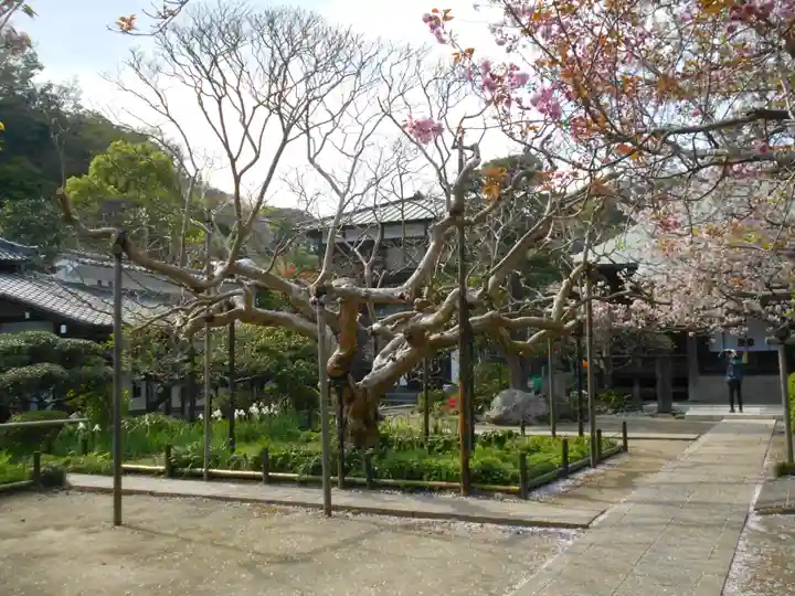 極楽寺(霊鷲山感應院極楽律寺)の庭園