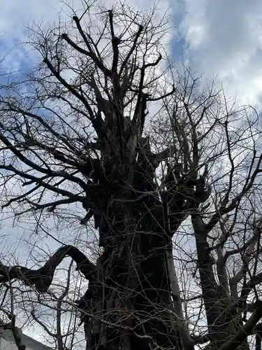 飛木稲荷神社の自然