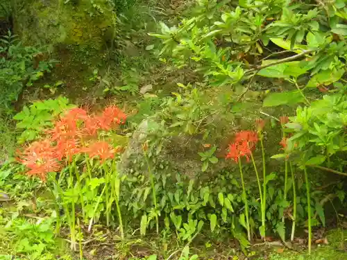 浄光明寺の自然