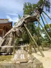 新北神社の自然