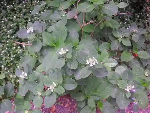 荏柄天神社の自然