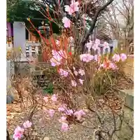 彌彦神社 (伊夜日子神社)の自然
