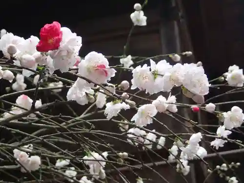 飛鳥坐神社の自然