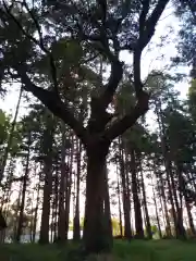 鹿島神社の自然