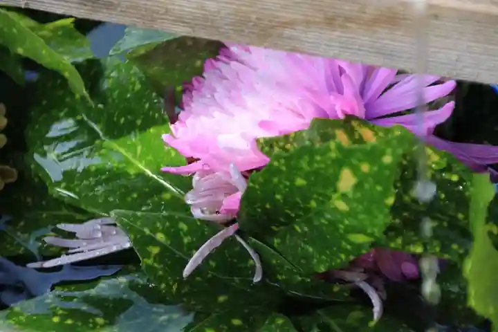 豊景神社の手水舎