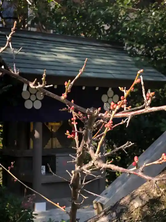 阿佐ヶ谷神明宮の自然