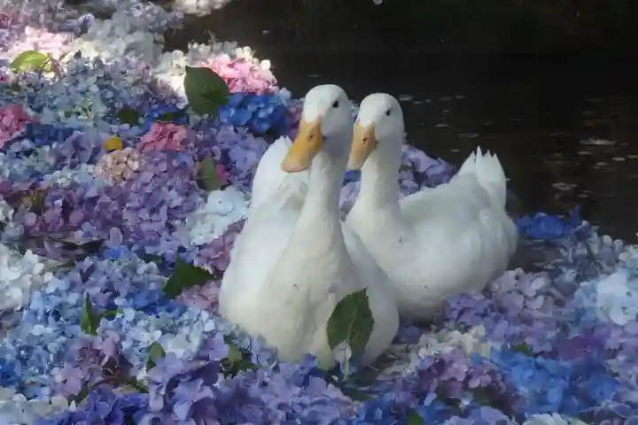 楽法寺(雨引観音)の動物