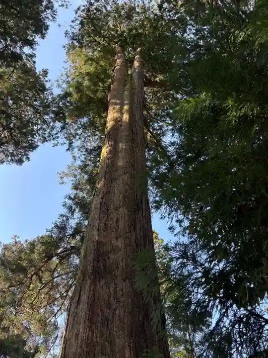 白山比咩神社の{uncategorized: "未分類", other: "その他", undefined: "問題あり", building: "その他建物", grave: "お墓", sacred_gate: "鳥居", guardian: "狛犬", statue: "像", buddha: "仏像", history: "歴史", nature: "自然", garden: "庭園", animal: "動物", pagoda: "塔", temizu: "手水舎", mountain_gate: "山門・神門", sanctuary: "本殿・本堂", subordinate: "末社・摂社", art: "芸術", scenery: "景色", jizo: "地蔵", ema: "絵馬", goshuin: "御朱印", omikuji: "おみくじ", items: "授与品その他", amulet: "お守り", goshuincho: "御朱印帳", eats: "食事", festival: "お祭り", votive_dance: "神楽", shichigosan: "七五三参", wedding: "結婚式", experience: "体験その他", initially: "初詣", around: "周辺", anti_infection: "感染症対策"}