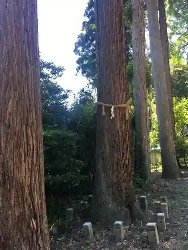 新羅神社の自然