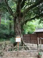 小國神社の自然