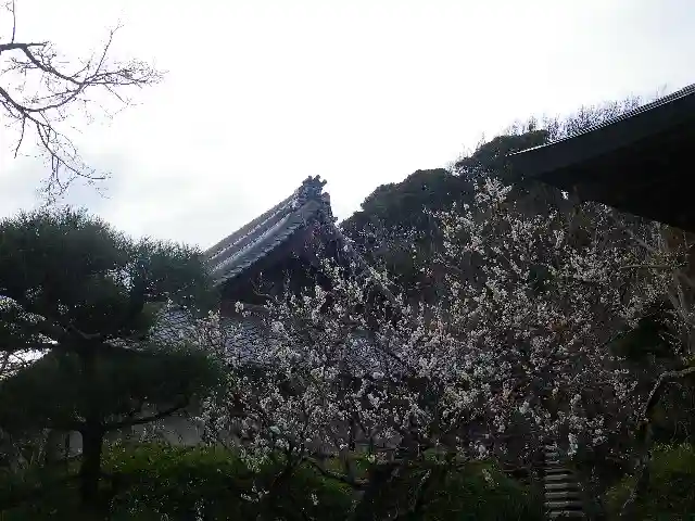 浄光明寺の自然