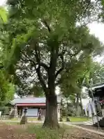 第六天神社の自然