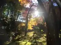 地蔵院(京都府)