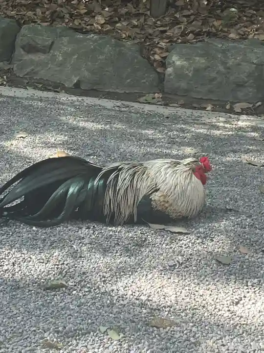 熱田神宮の{uncategorized: "未分類", other: "その他", undefined: "問題あり", building: "その他建物", grave: "お墓", sacred_gate: "鳥居", guardian: "狛犬", statue: "像", buddha: "仏像", history: "歴史", nature: "自然", garden: "庭園", animal: "動物", pagoda: "塔", temizu: "手水舎", mountain_gate: "山門・神門", sanctuary: "本殿・本堂", subordinate: "末社・摂社", art: "芸術", scenery: "景色", jizo: "地蔵", ema: "絵馬", goshuin: "御朱印", omikuji: "おみくじ", items: "授与品その他", amulet: "お守り", goshuincho: "御朱印帳", eats: "食事", festival: "お祭り", votive_dance: "神楽", shichigosan: "七五三参", wedding: "結婚式", experience: "体験その他", initially: "初詣", around: "周辺", anti_infection: "感染症対策"}