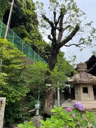 久國神社の自然