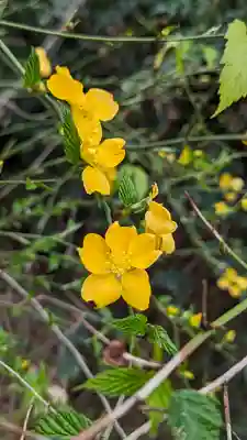 梅宮大社(京都府)