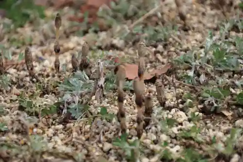 高屋敷稲荷神社の自然