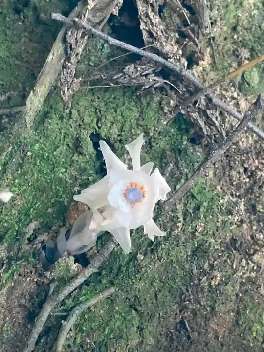 大神神社の自然