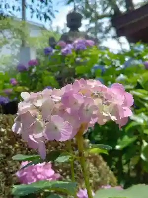 妙楽寺(神奈川県)