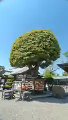 足利織姫神社(栃木県)