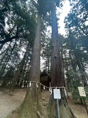 間々田八幡宮(栃木県)