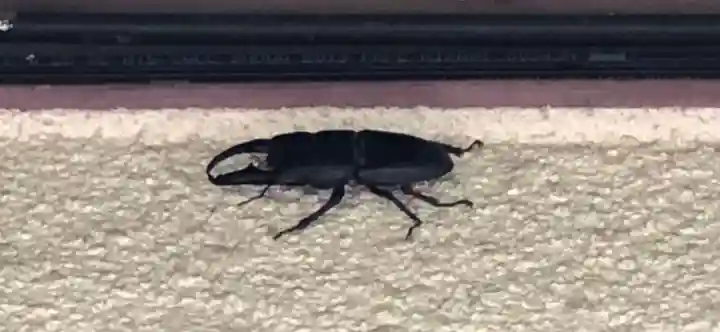 石内のお大師さん 金剛院(広島県)